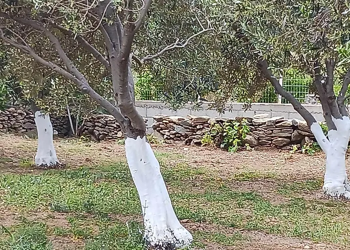 ακροδεα Ano Gavrio